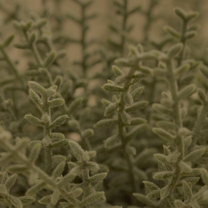 Kew_14cm_Sarcandra_in_Paper_Mache_Pot-1_77a1d980-337d-4e45-885d-ef2abf66e991 - Laura James