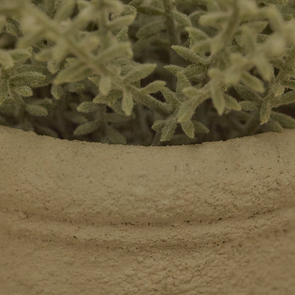 Kew_14cm_Sarcandra_in_Paper_Mache_Pot-1_77a1d980-337d-4e45-885d-ef2abf66e991 - Laura James