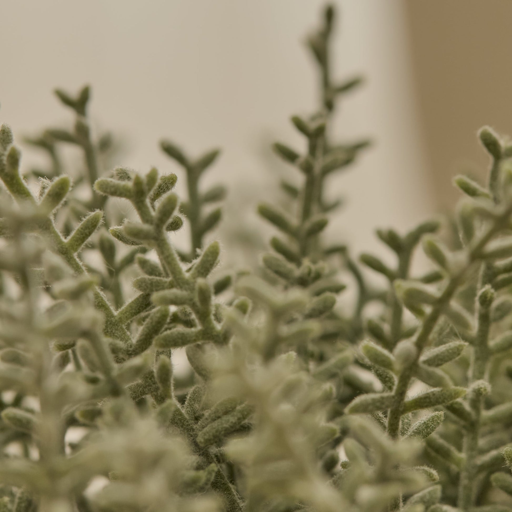 Kew_14cm_Sarcandra_in_Paper_Mache_Pot-1_77a1d980-337d-4e45-885d-ef2abf66e991 - Laura James