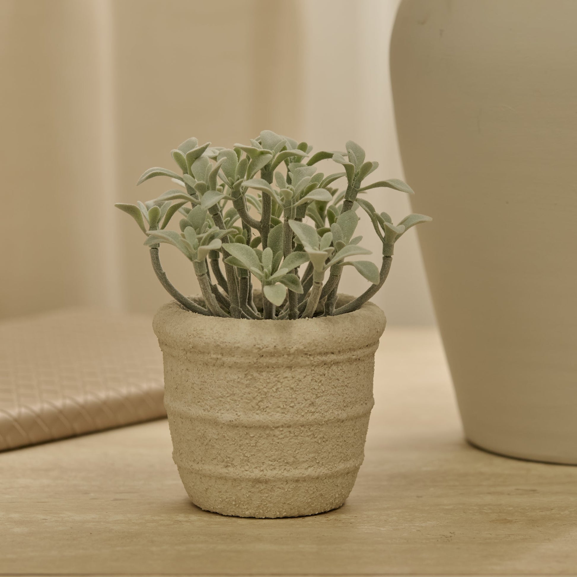 succulents ireland shop Kew 14cm Succulent In Paper Mache Pot – Laura James Ireland