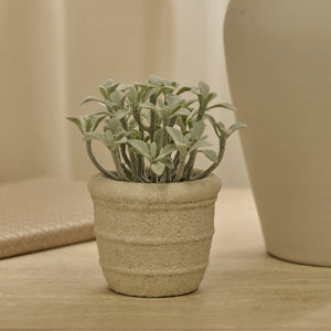 Kew 14cm Succulent In Paper Mache Pot