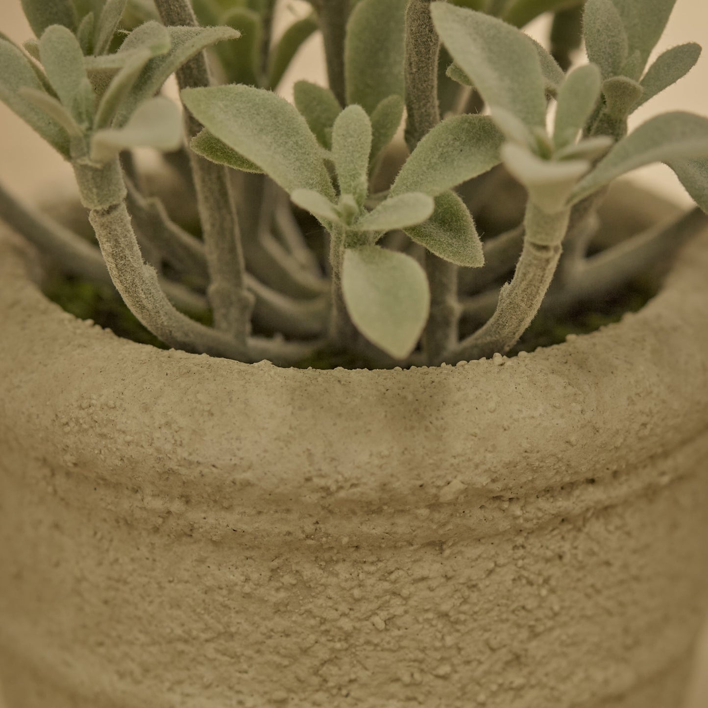Kew_14cm_Succulent_in_Paper_Mache_Pot-1 - Laura James