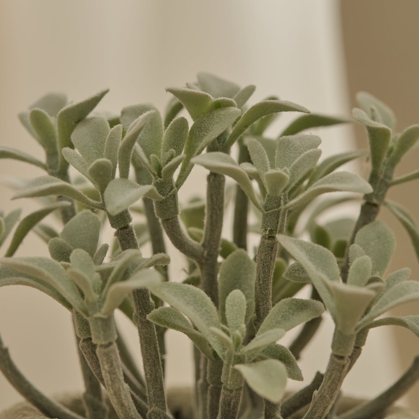 Kew_14cm_Succulent_in_Paper_Mache_Pot-1 - Laura James