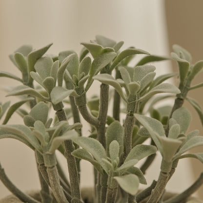 Kew_14cm_Succulent_in_Paper_Mache_Pot-1 - Laura James