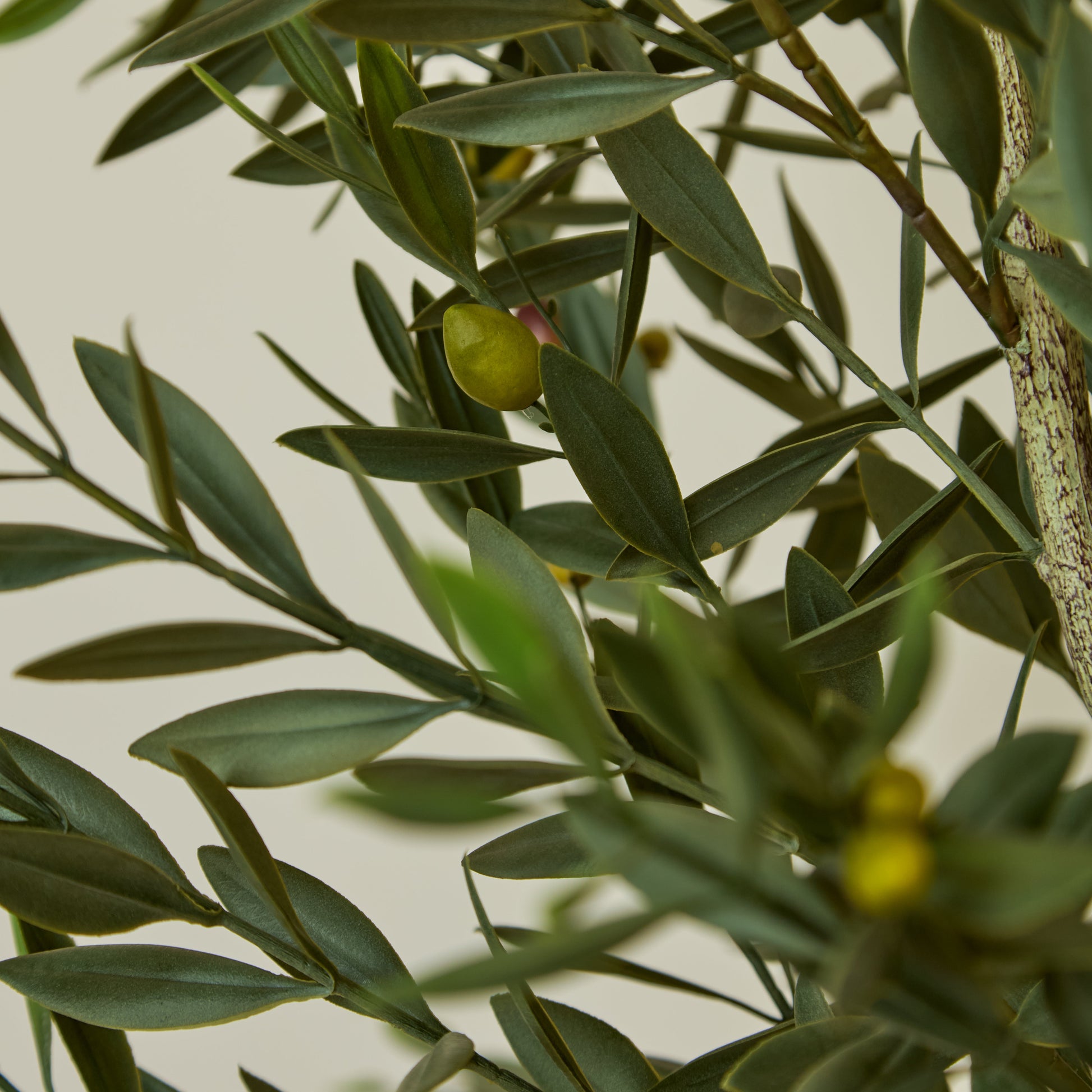 Kew Olive Tree in Cement Pot - 157cm - Laura James 