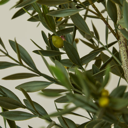 Kew Olive Tree in Cement Pot - 157cm - Laura James 